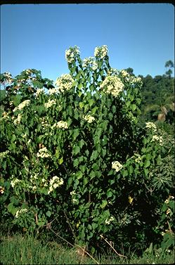 APII jpeg image of Dombeya kirkii  © contact APII