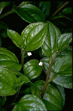 APII jpeg image of Austrocynoglossum latifolium  © contact APII