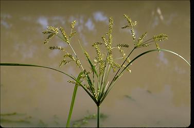 APII jpeg image of Cyperus exaltatus  © contact APII