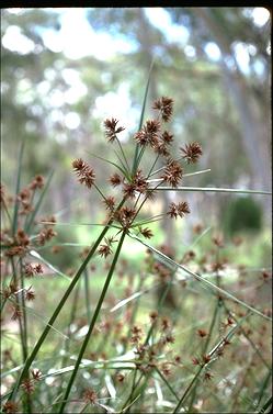 APII jpeg image of Cyperus lucidus  © contact APII