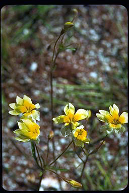 APII jpeg image of Goodenia pinnatifida  © contact APII