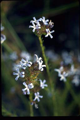 APII jpeg image of Lechenaultia expansa  © contact APII