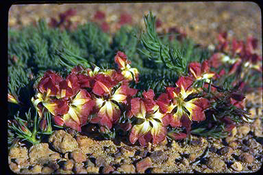 APII jpeg image of Lechenaultia macrantha  © contact APII