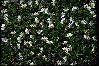 APII jpeg image of Scaevola hookeri  © contact APII