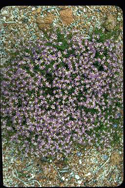 APII jpeg image of Scaevola microphylla  © contact APII