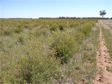 APII jpeg image of Melaleuca alternifolia  © contact APII