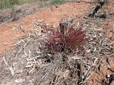 APII jpeg image of Eucalyptus polybractea  © contact APII