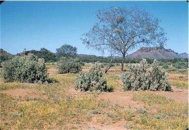 APII jpeg image of Atriplex nummularia  © contact APII