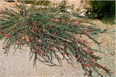 APII jpeg image of Leptosema aphyllum  © contact APII