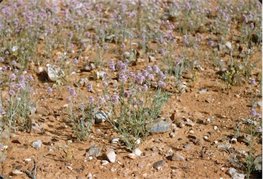 APII jpeg image of Ptilotus helipteroides  © contact APII