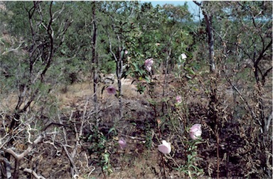 APII jpeg image of Hibiscus petherickii  © contact APII