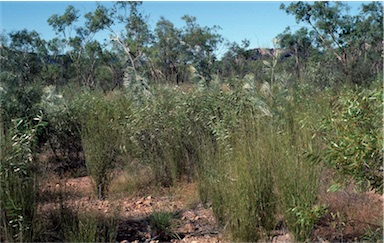 APII jpeg image of Melaleuca cornucopiae  © contact APII