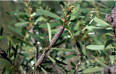 APII jpeg image of Melaleuca cornucopiae  © contact APII