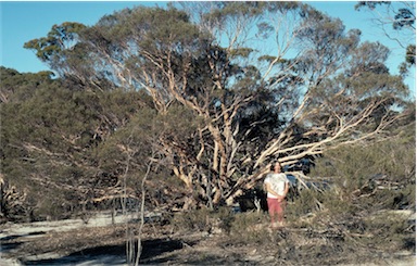 APII jpeg image of Melaleuca exuvia  © contact APII