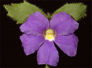 APII jpeg image of Scaevola pilosa  © contact APII