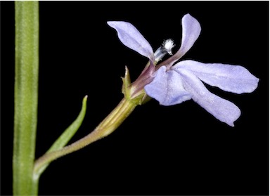 APII jpeg image of Lobelia anceps  © contact APII