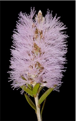 APII jpeg image of Melaleuca subfalcata  © contact APII