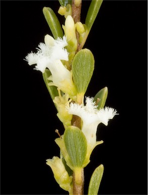 APII jpeg image of Leucopogon crassifolius  © contact APII