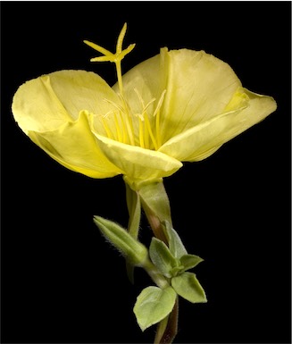 APII jpeg image of Oenothera drummondii  © contact APII