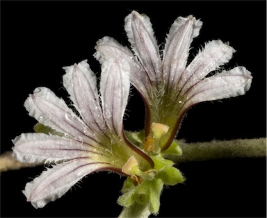 APII jpeg image of Scaevola canescens  © contact APII