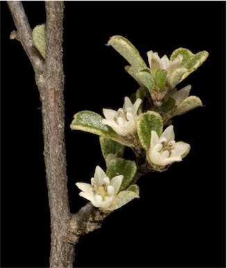 APII jpeg image of Stenanthemum intricatum  © contact APII