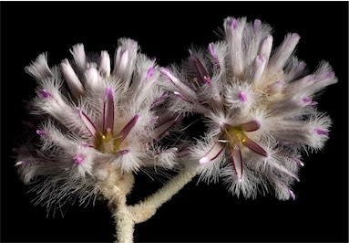 APII jpeg image of Ptilotus obovatus  © contact APII