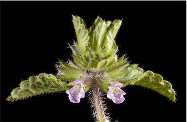 APII jpeg image of Stachys arvensis  © contact APII