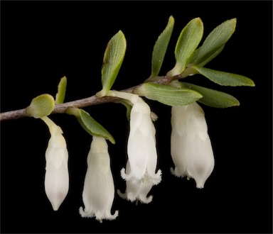 APII jpeg image of Leucopogon pendulus  © contact APII