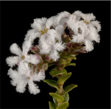 APII jpeg image of Leucopogon cordatus  © contact APII