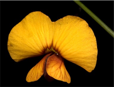 APII jpeg image of Isotropis cuneifolia  © contact APII