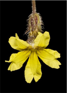 APII jpeg image of Goodenia berardiana  © contact APII