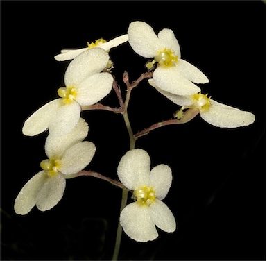 APII jpeg image of Stylidium acuminatum subsp. meridionale  © contact APII