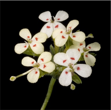 APII jpeg image of Stylidium guttatum  © contact APII