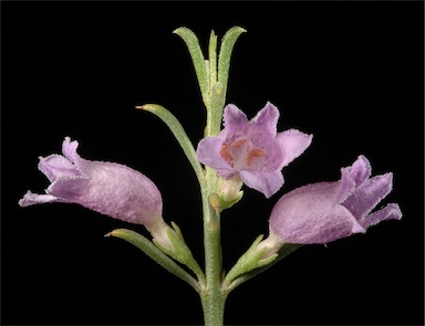 APII jpeg image of Eremophila scoparia  © contact APII