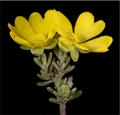 APII jpeg image of Hibbertia gracilipes  © contact APII