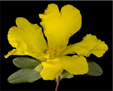 APII jpeg image of Hibbertia improna  © contact APII