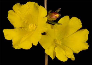 APII jpeg image of Hibbertia aurea  © contact APII