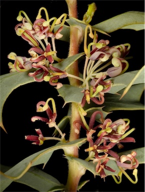 APII jpeg image of Hakea sp. Eastern coastal plain (G.J.Keighery 8014)  © contact APII