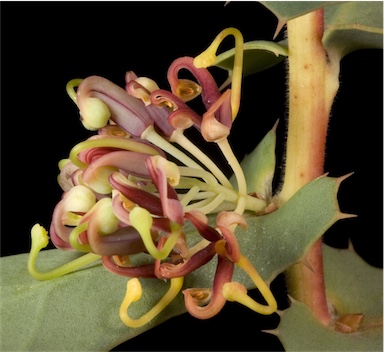 APII jpeg image of Hakea sp. Eastern coastal plain (G.J.Keighery 8014)  © contact APII