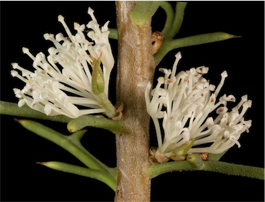 APII jpeg image of Hakea varia  © contact APII