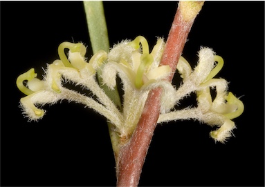 APII jpeg image of Hakea candolleana  © contact APII