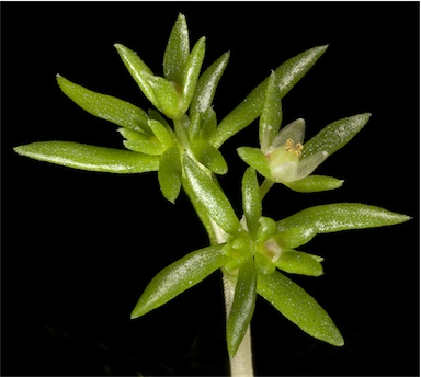 APII jpeg image of Crassula decumbens  © contact APII