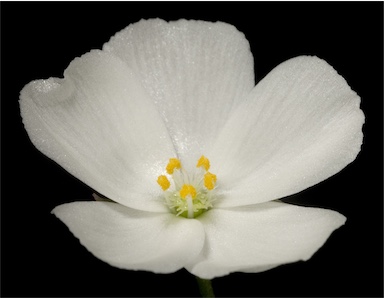 APII jpeg image of Drosera porrecta  © contact APII