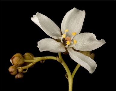 APII jpeg image of Drosera gigantea subsp. gigantea  © contact APII