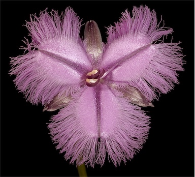 APII jpeg image of Thysanotus multiflorus  © contact APII