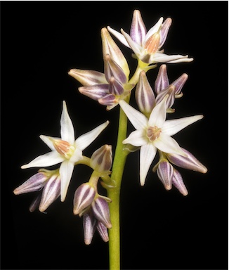 APII jpeg image of Phlebocarya filifolia  © contact APII