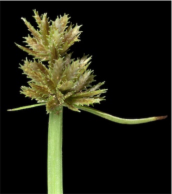 APII jpeg image of Cyperus squarrosus  © contact APII