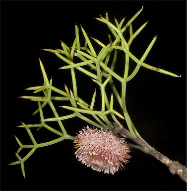 APII jpeg image of Isopogon teretifolius subsp. teretifolius  © contact APII