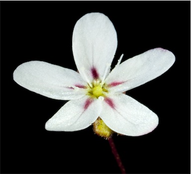 APII jpeg image of Drosera spilos  © contact APII