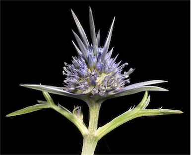 APII jpeg image of Eryngium pinnatifidum  © contact APII